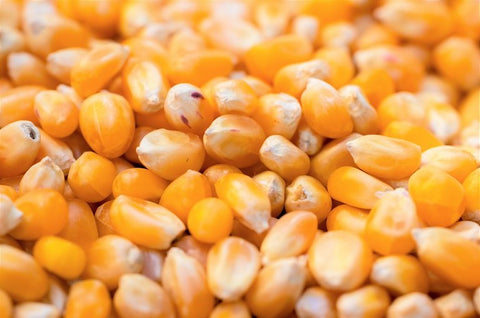 Cooked Frozen Maize